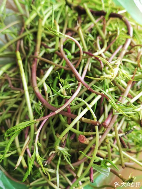 春食野菜正當(dāng)時(shí)：解鎖自然饋贈(zèng)的養(yǎng)生密碼(圖2)
