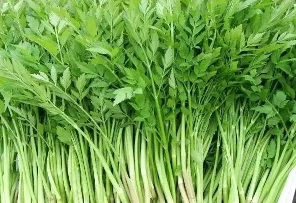 春食野菜正當(dāng)時(shí)：解鎖自然饋贈(zèng)的養(yǎng)生密碼(圖4)